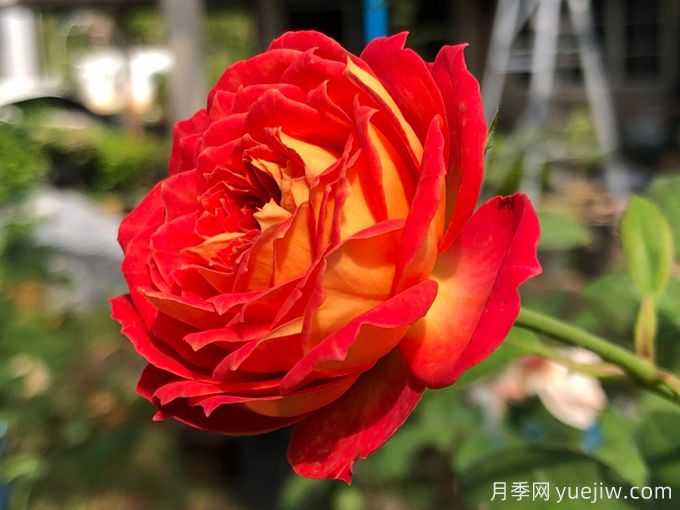 5個藤本月季，讓你得到一個花開不斷的夏天(圖1)
