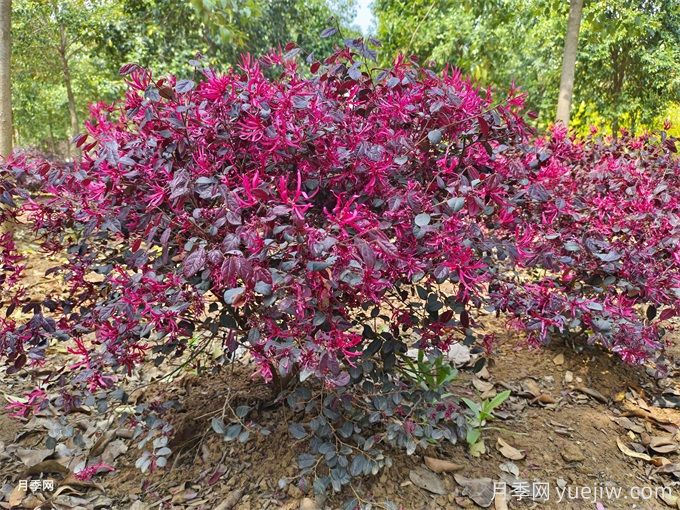 紅花檵木介紹和習(xí)性(圖1)