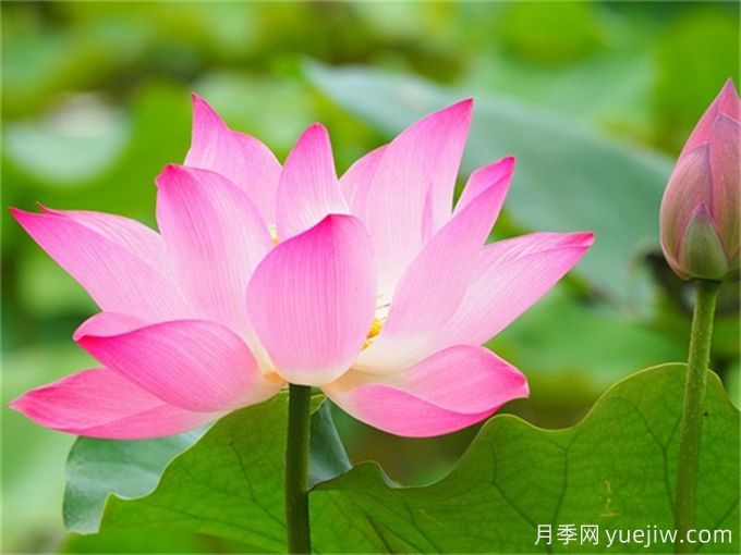 中國(guó)十大名花(圖2)