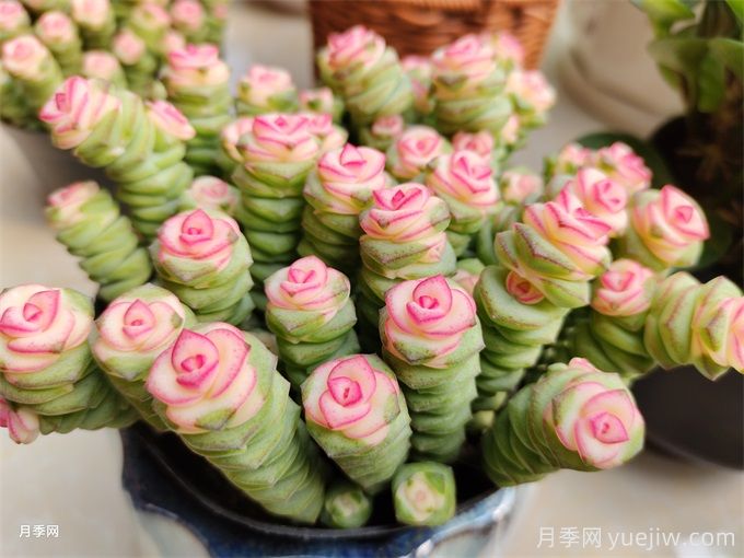 多肉介紹，種植方法和養(yǎng)護(hù)要點(diǎn)(圖1)