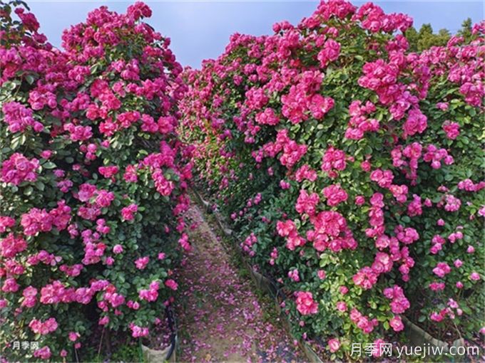 月季：花中皇后，月月花開月月紅(圖2)
