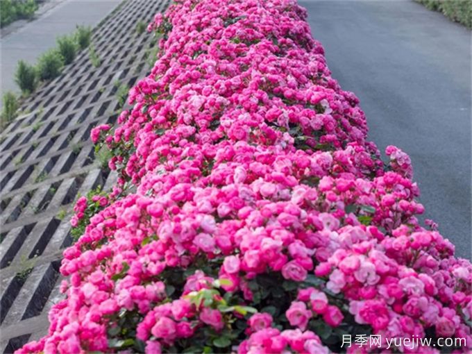 月季：花中皇后，月月花開月月紅(圖3)