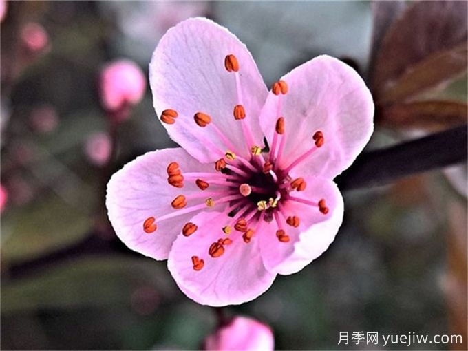 梅花簡介，美化的品質(zhì)和精神(圖1)