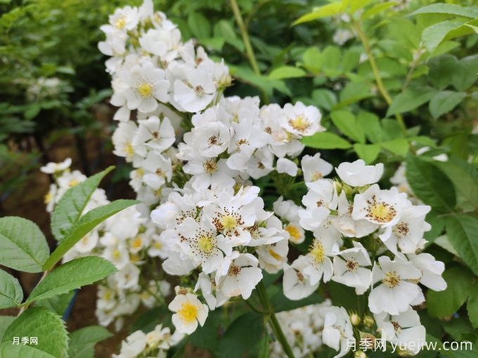 薔薇的繁殖方法有哪些？薔薇花的養(yǎng)護(hù)方法(圖2)
