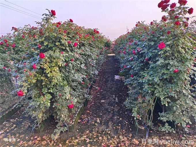 紅色龍沙寶石，花期長，耐熱又抗病(圖2)