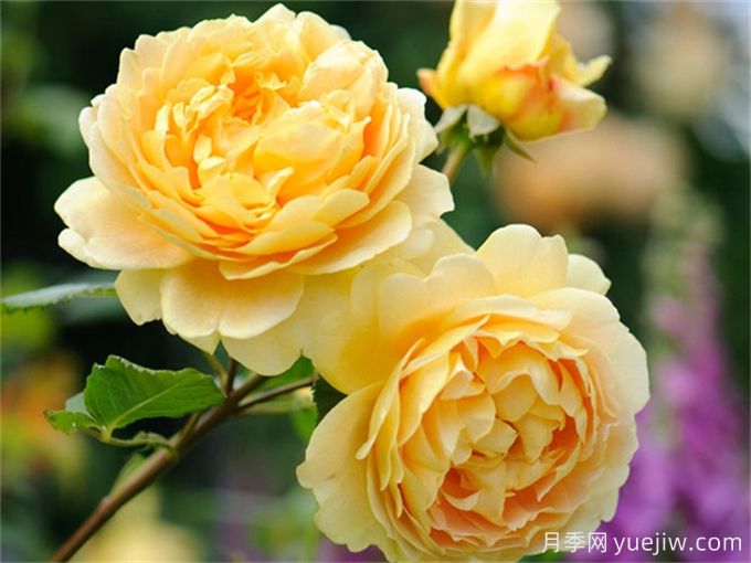 ***受歡迎的四款藤本月季，生長(zhǎng)迅猛花開如瀑(圖2)