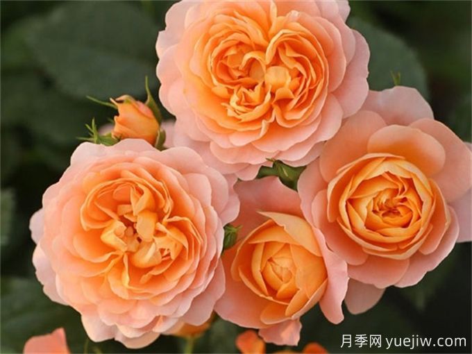 果汁陽臺(tái)月季(圖3)