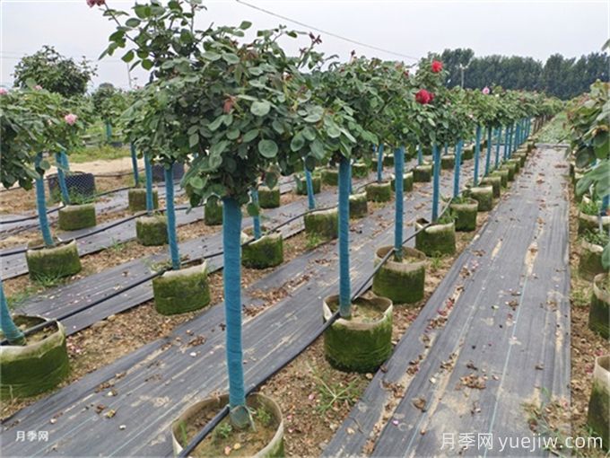 河南南陽(yáng)月季批發(fā)價(jià)格_基地圖片_月季產(chǎn)地報(bào)價(jià)表(圖4)