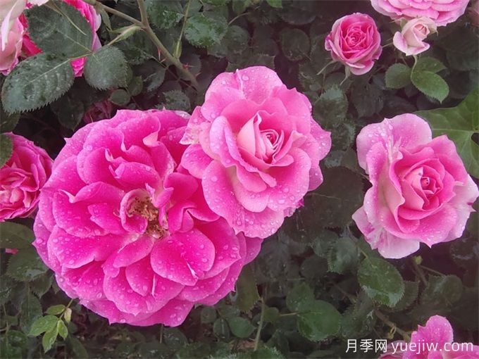 豐花月季的形態(tài)特征和景觀價(jià)值(圖1)