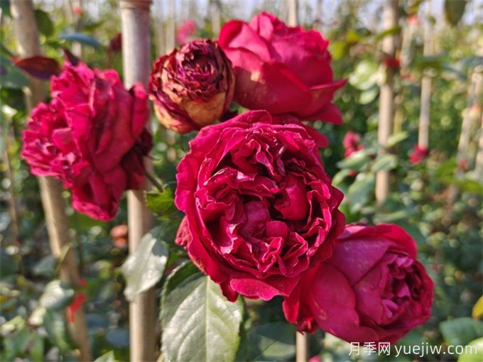 紅色龍沙寶石月季花朵打不開怎么回事？(圖1)