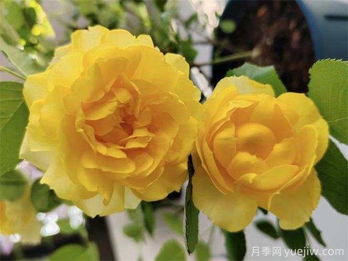 推薦7個花期超長的月季品種，而且勤花多頭(圖1)
