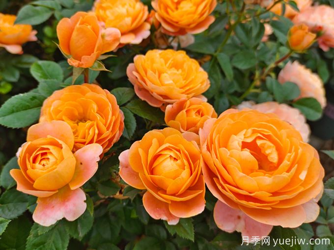 4種花期超長(zhǎng)的月季花，養(yǎng)一盆長(zhǎng)期有花賞(圖3)