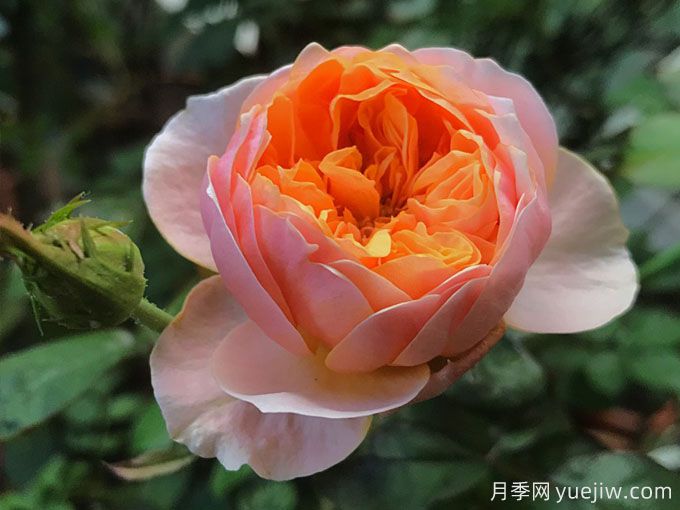 4種花期超長(zhǎng)的月季花，養(yǎng)一盆長(zhǎng)期有花賞(圖1)