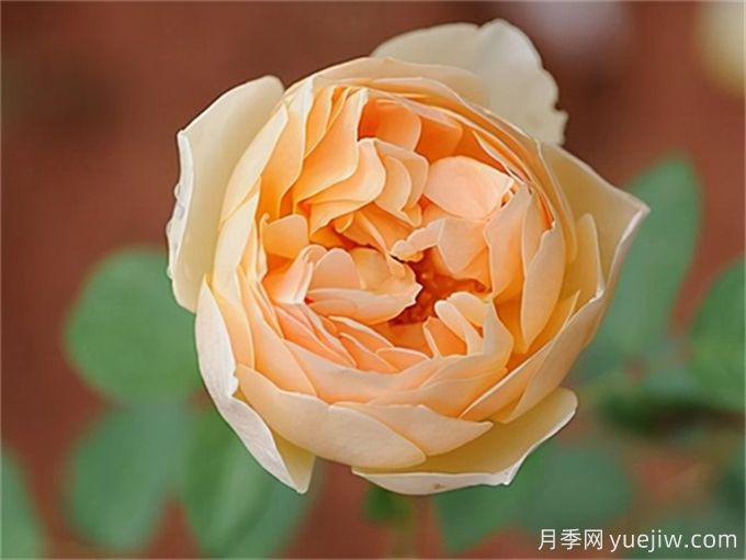 10個(gè)無刺月季品種推薦，顏值高又沒有刺(圖6)