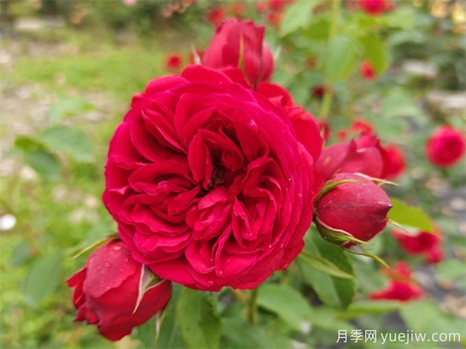 紅蘋果月季，典雅紅色，花期春夏秋三季(圖2)