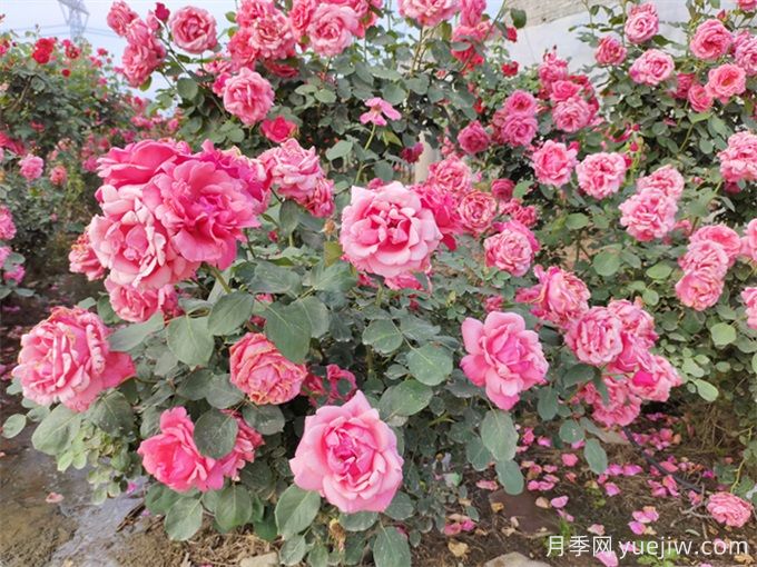 月季花期可以施肥嗎？月季施肥全指南(圖1)