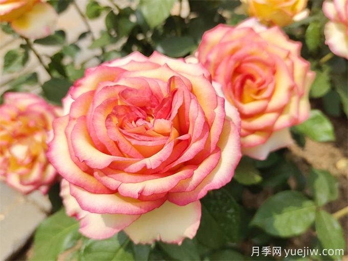 月季花期可以施肥嗎？月季施肥全指南(圖2)