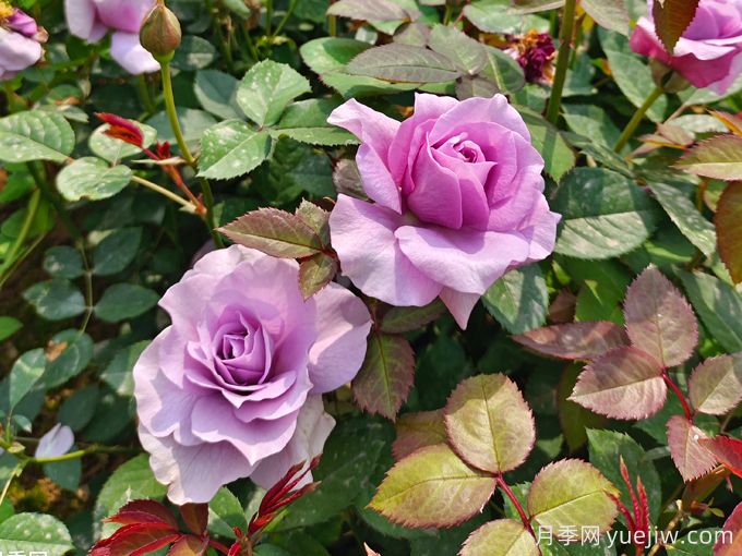 月季花期可以施肥嗎？月季施肥全指南(圖3)