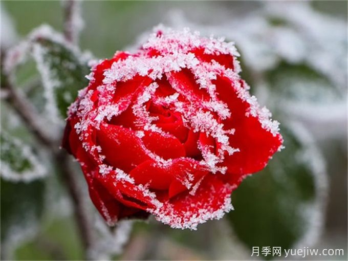 冬季下雪會(huì)凍死月季嗎？(圖1)