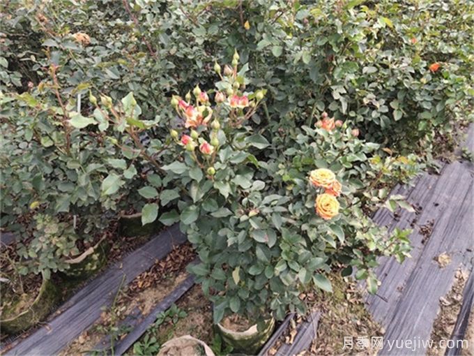 月季如何才能有更多分枝、開花更多？(圖2)