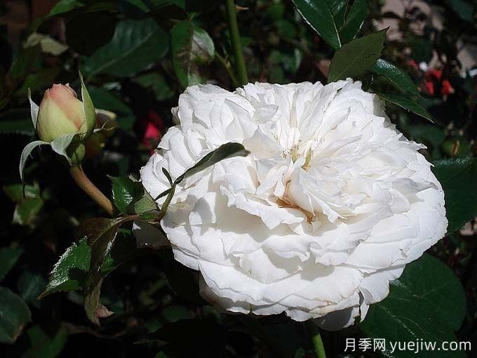 分享25款香水月季品種，好看又好聞(圖2)