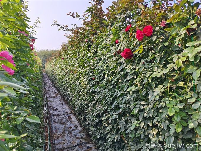 紅色月季花墻網(wǎng)片現(xiàn)貨，打造網(wǎng)紅景觀(圖2)