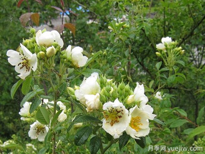 絹毛薔薇(圖2)