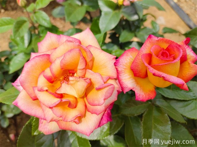 為什么月季開花和宣傳圖不一樣呢？(圖1)