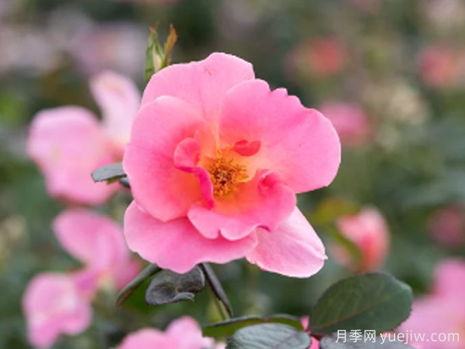 2025年美國(guó)庭院月季評(píng)選(AGRS)獲獎(jiǎng)品種公布(圖1)
