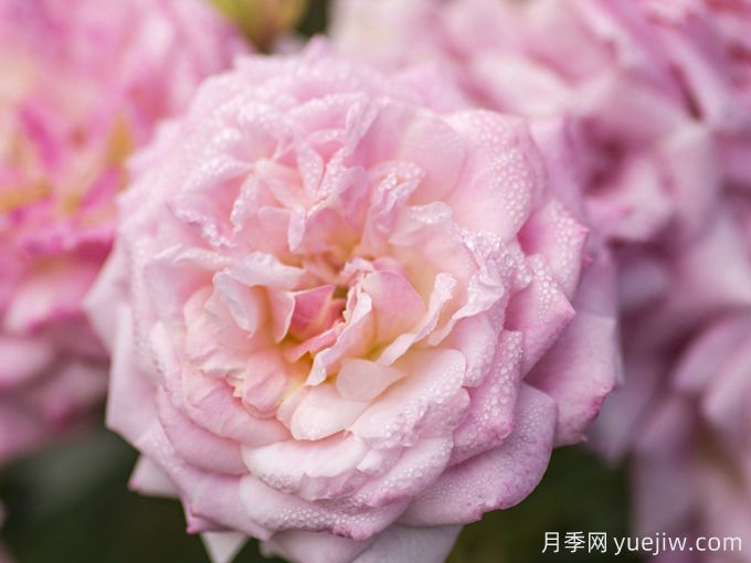 甜蜜漂流月季(圖3)