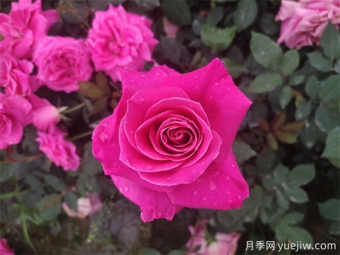 古人的名花十二客，12種名花(圖1)