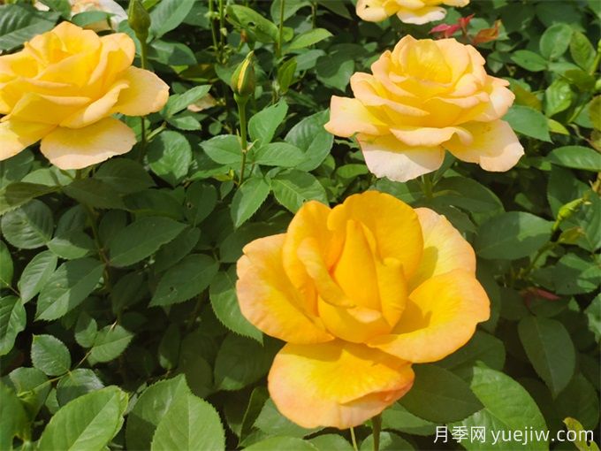 秋天開爆花的月季，夏季需要如何修剪和施肥？(圖1)