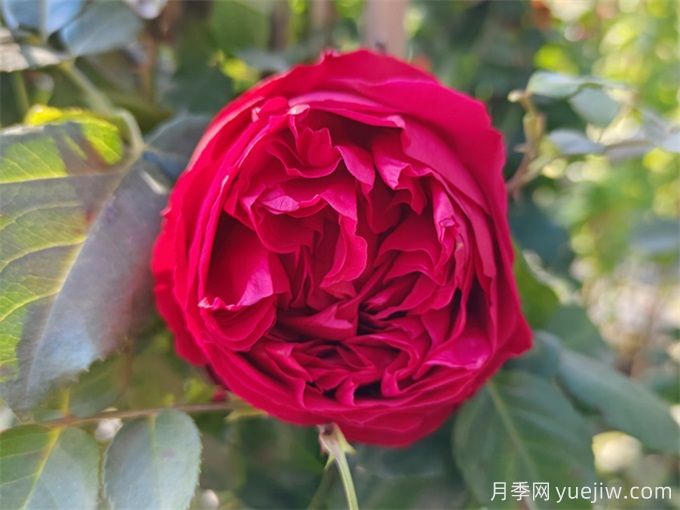 月季花苞打不開、枯萎是咋回事？(圖2)