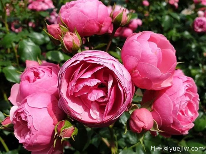 月季花苞打不開、枯萎是咋回事？(圖3)