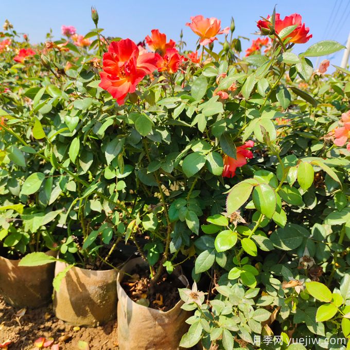 月季生長停滯不發(fā)新芽咋辦？如何破解月季僵苗？(圖1)