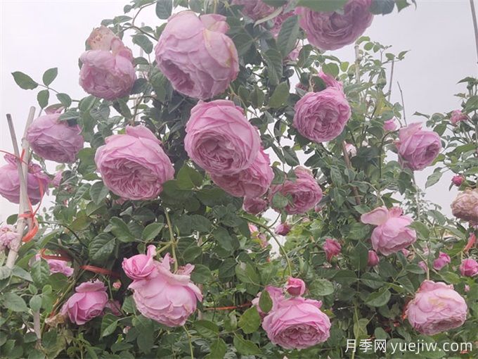 月季花苞為什么會(huì)垂頭無(wú)法直立？(圖1)