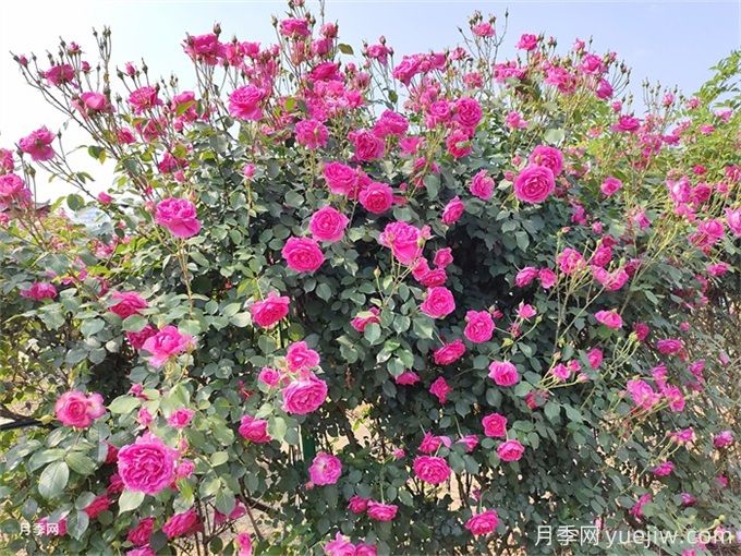月季花苞為什么會(huì)垂頭無(wú)法直立？(圖3)