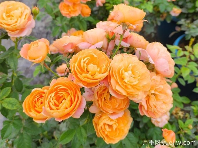 花友實操封閉陽臺養(yǎng)月季(圖1)