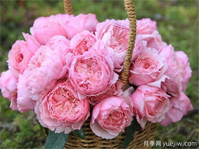 月季病害為什么這么多？藥物可以一起混合噴嗎？(圖2)