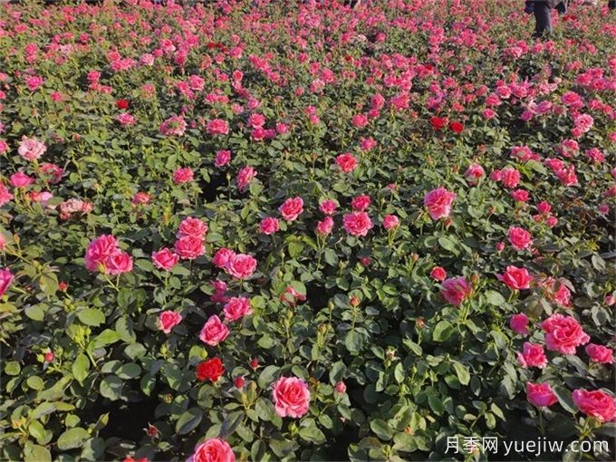 地栽月季比盆栽月季長得更好開花更多？(圖1)