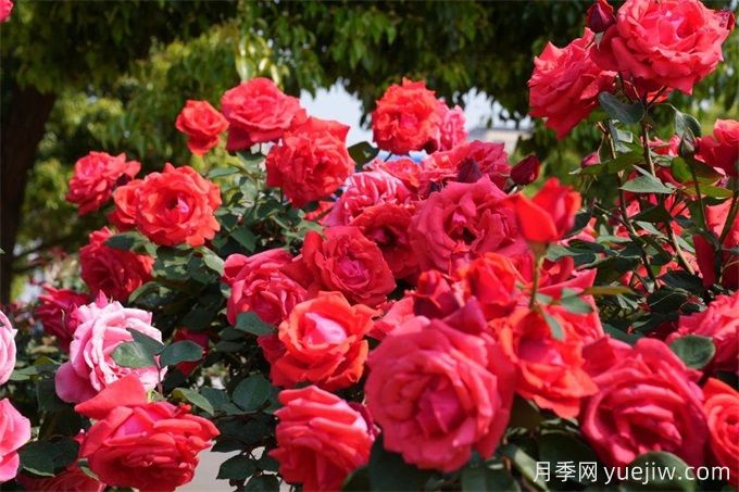昆明市呈貢區(qū)2500余株樹狀月季齊綻放，街頭處處是風(fēng)景(圖2)