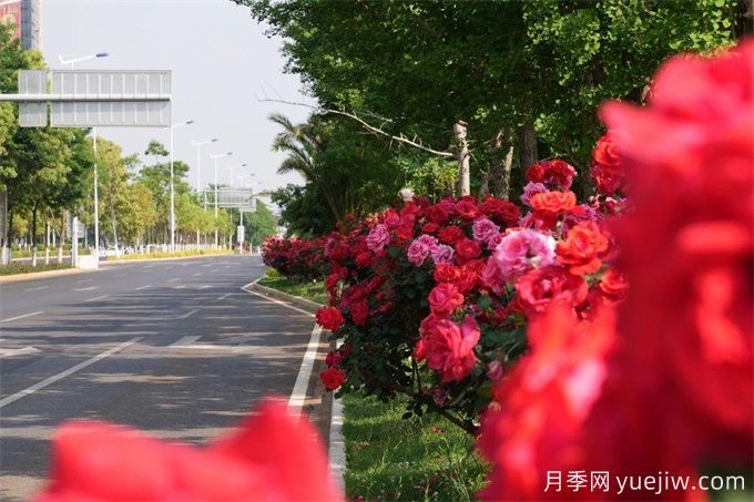 昆明市呈貢區(qū)2500余株樹狀月季齊綻放，街頭處處是風(fēng)景(圖3)