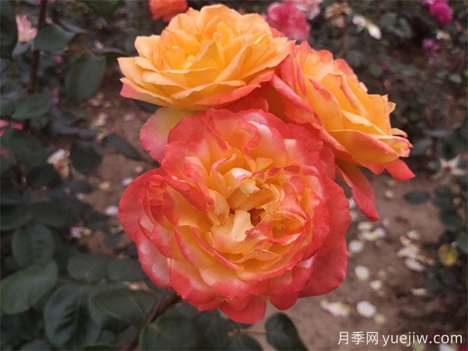 養(yǎng)了很長時間的月季，卻一直不開花？(圖2)