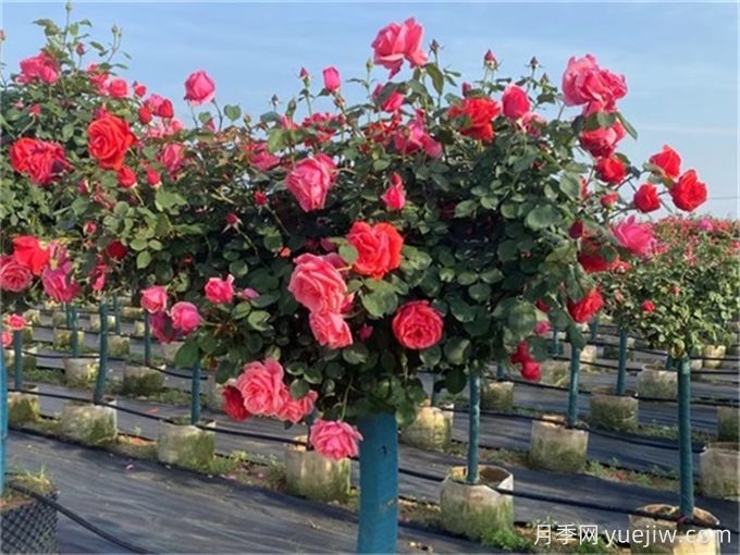 月季修剪越厲害開(kāi)花越多？月季修剪方法(圖1)