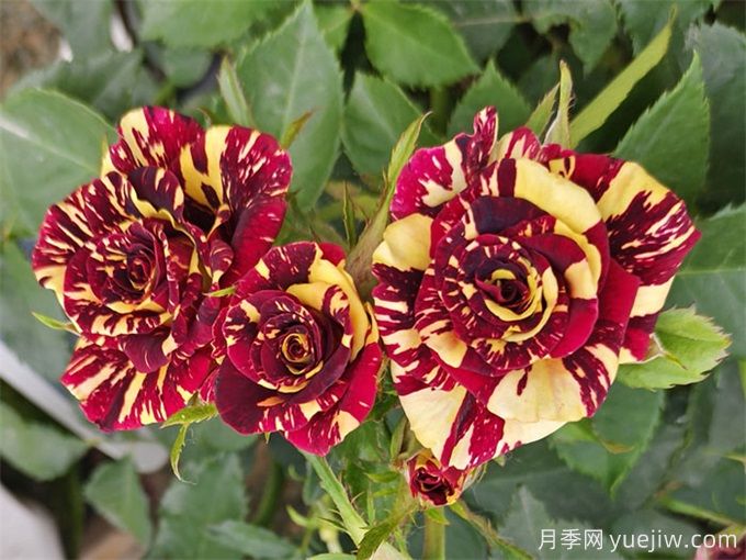 月季紅蜘蛛防治，簡(jiǎn)單易懂的辦法(圖2)