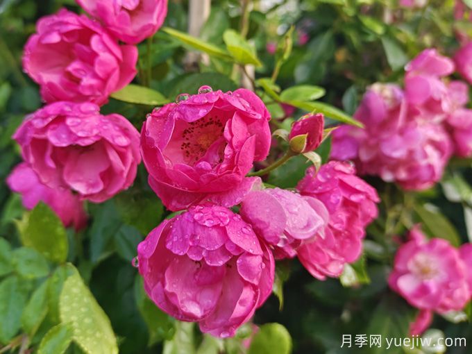 兩廣地區(qū)如何種植月季？修剪病害防治教程(圖2)