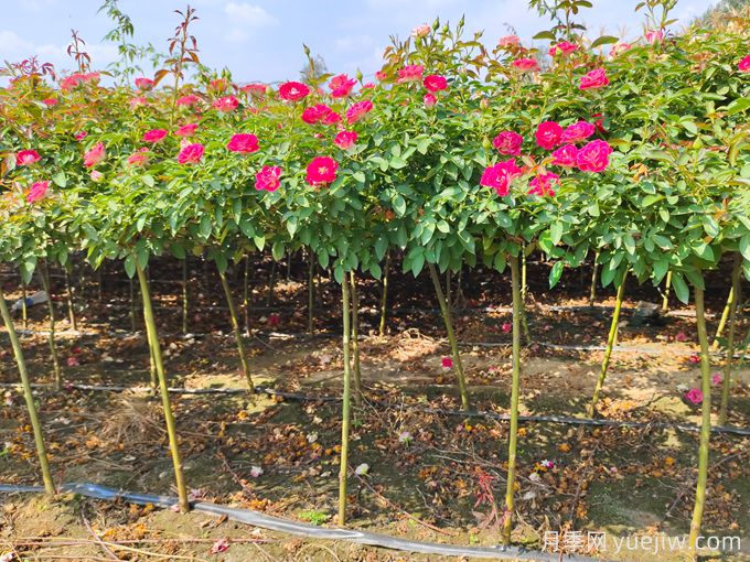 兩廣地區(qū)如何種植月季？修剪病害防治教程(圖3)