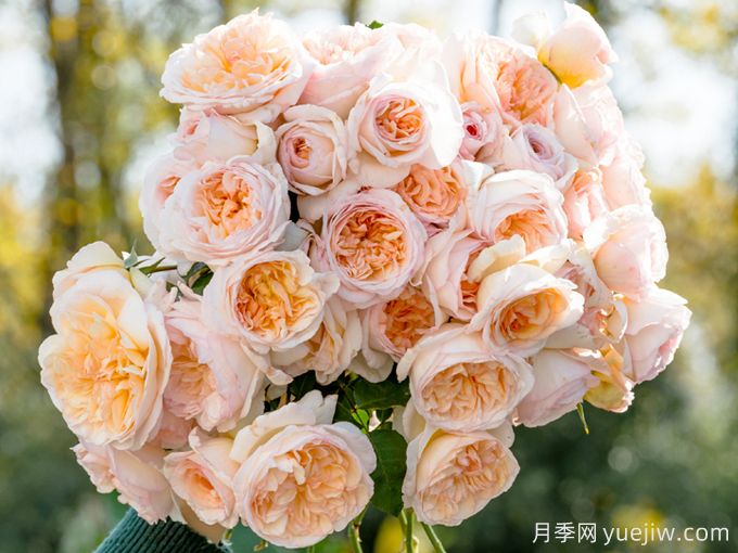 5款月季推薦！花友種過都說好的品種(圖1)