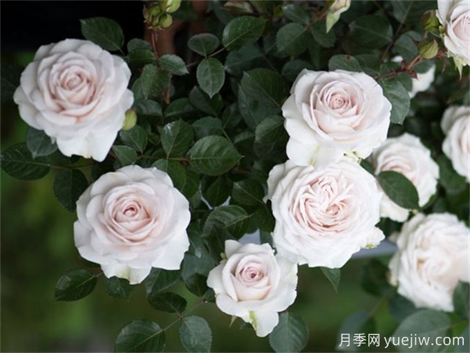 5款月季推薦！花友種過都說好的品種(圖3)