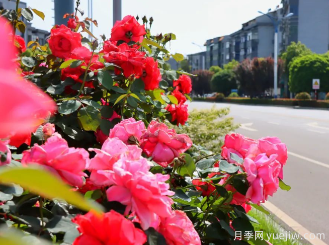 宜昌市董市鎮(zhèn)，月季綻放月季小鎮(zhèn)(圖2)